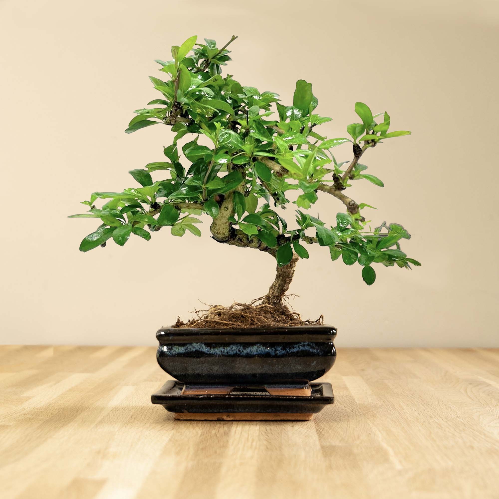 Carmona Katachi - 6 anni - bonsai da interno