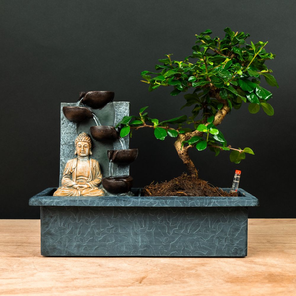 Carmona Taki - Bonsai with working waterfall