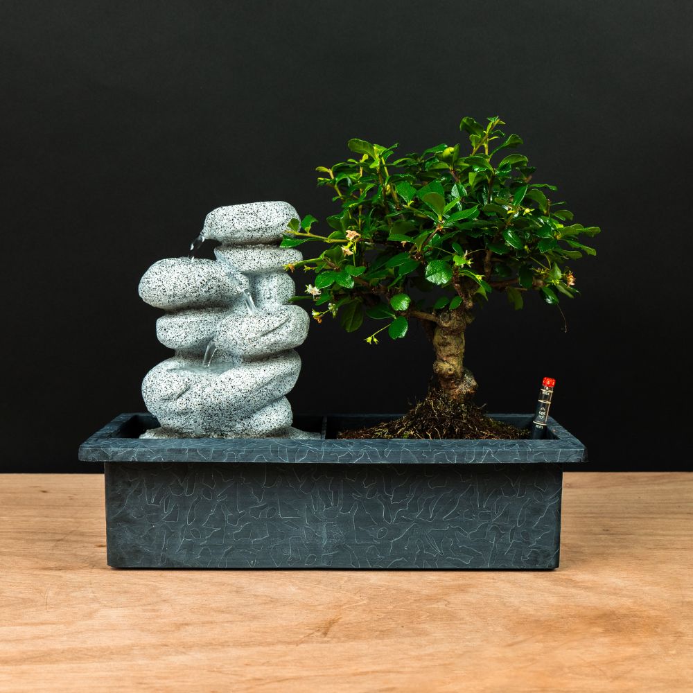 Carmona Taki - Bonsai with working waterfall | Bonsaiwonder