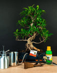 Ficus set per principianti - completo