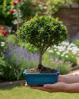 ILEX tama