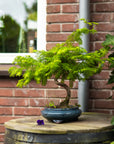 Metasequoia Spiral