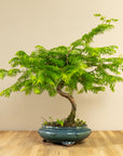 Metasequoia Spiral