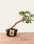 Sesbania Bonsai No.48