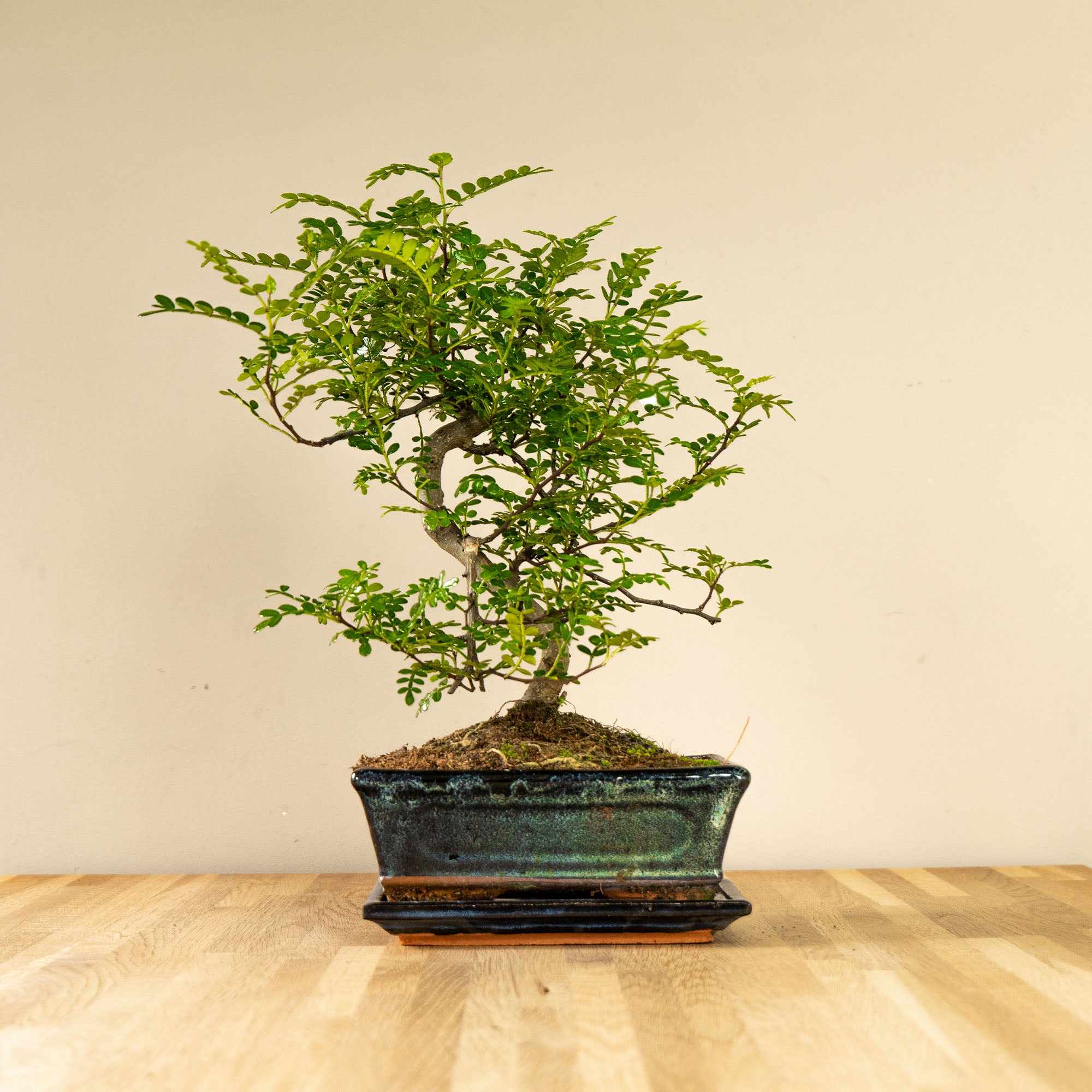zanthoxylum piperitum bonsai Bonsaiwonder | Zanthoxylum Shiito - 15 years old