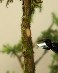 Pinza concava bonsai