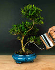 ILEX Spiral