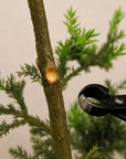 Pinza concava bonsai