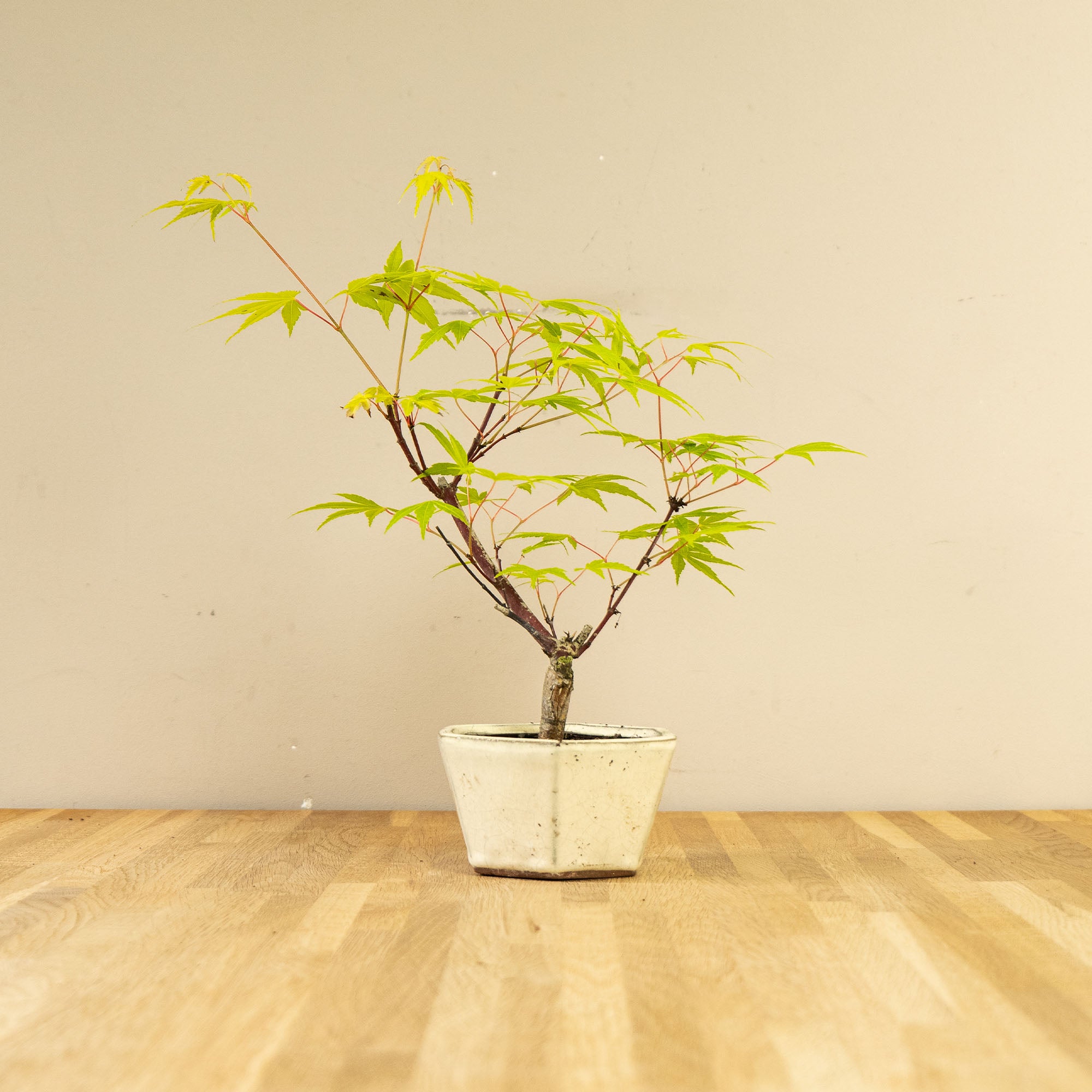 Acer