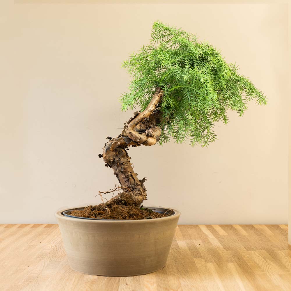 Araucaria Bonsai boom