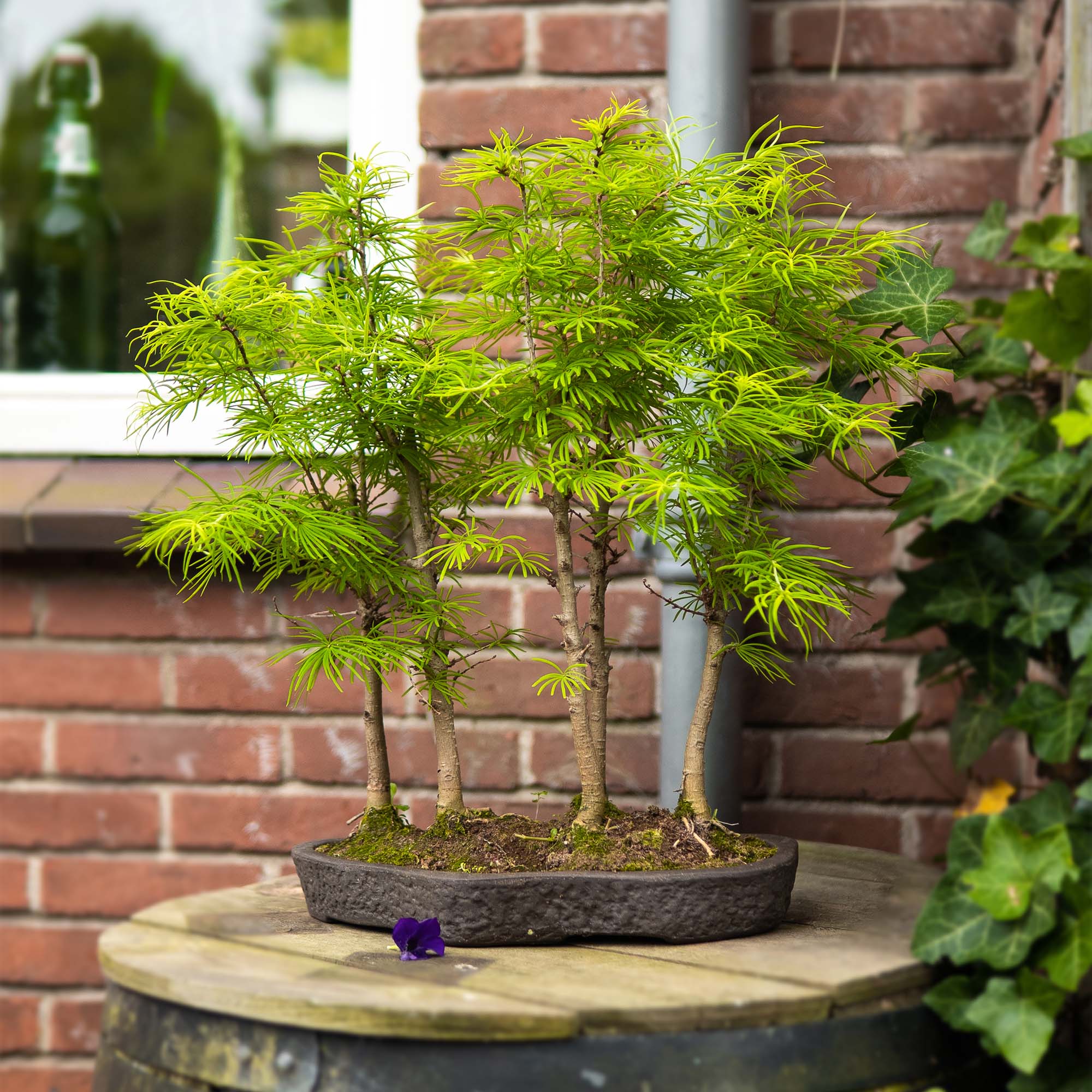 Buiten Bonsai