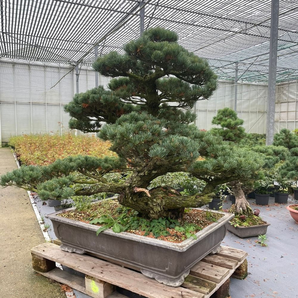 Grote bonsai boom
