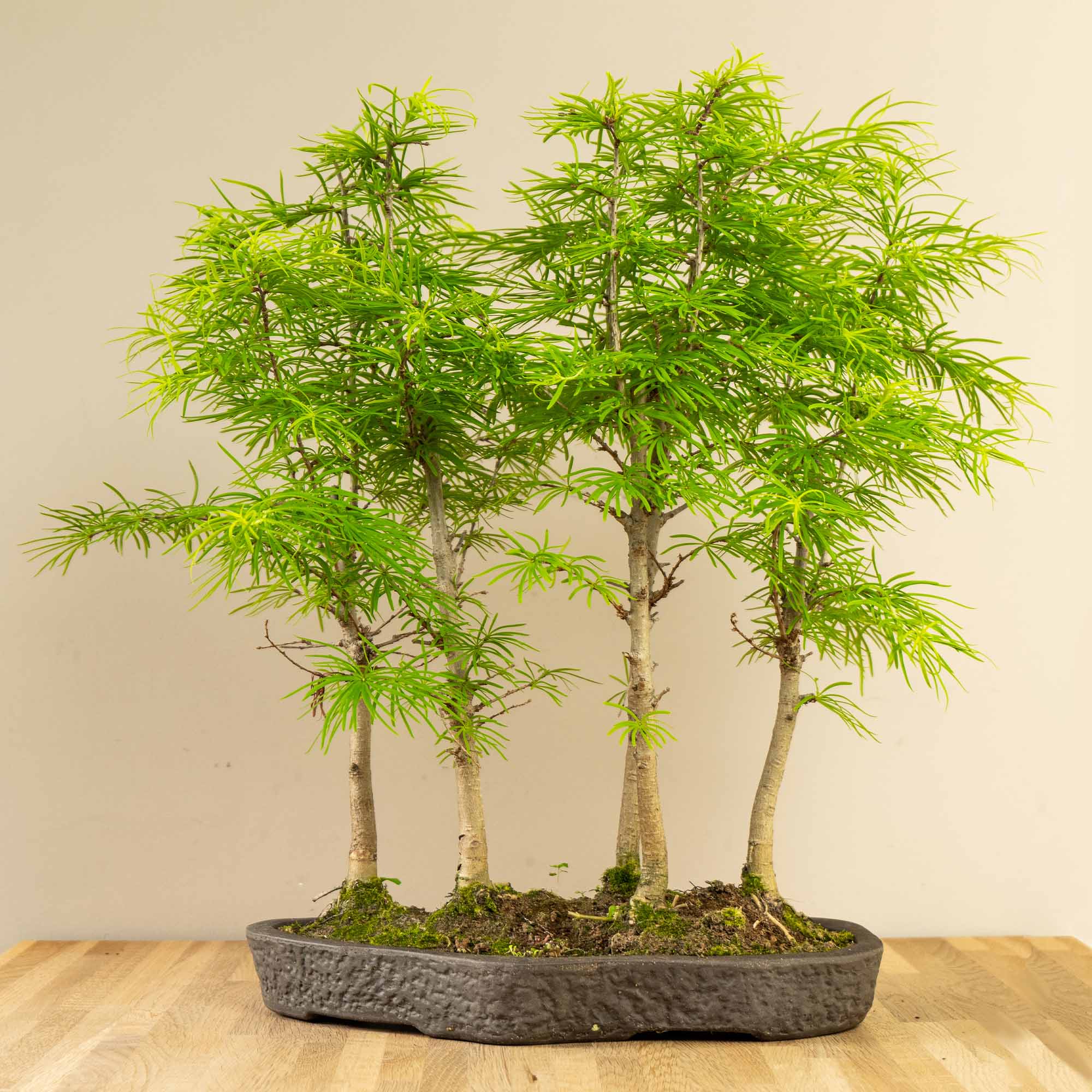 Pseudolarix