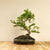Carmona Chuu bonsai (bonsaiwonder) vooraanzicht