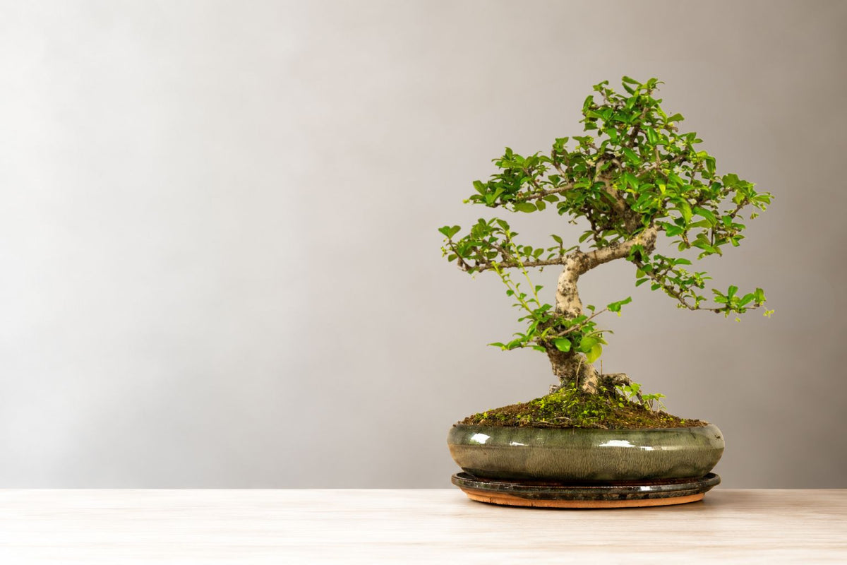 Cura del bonsai Carmona