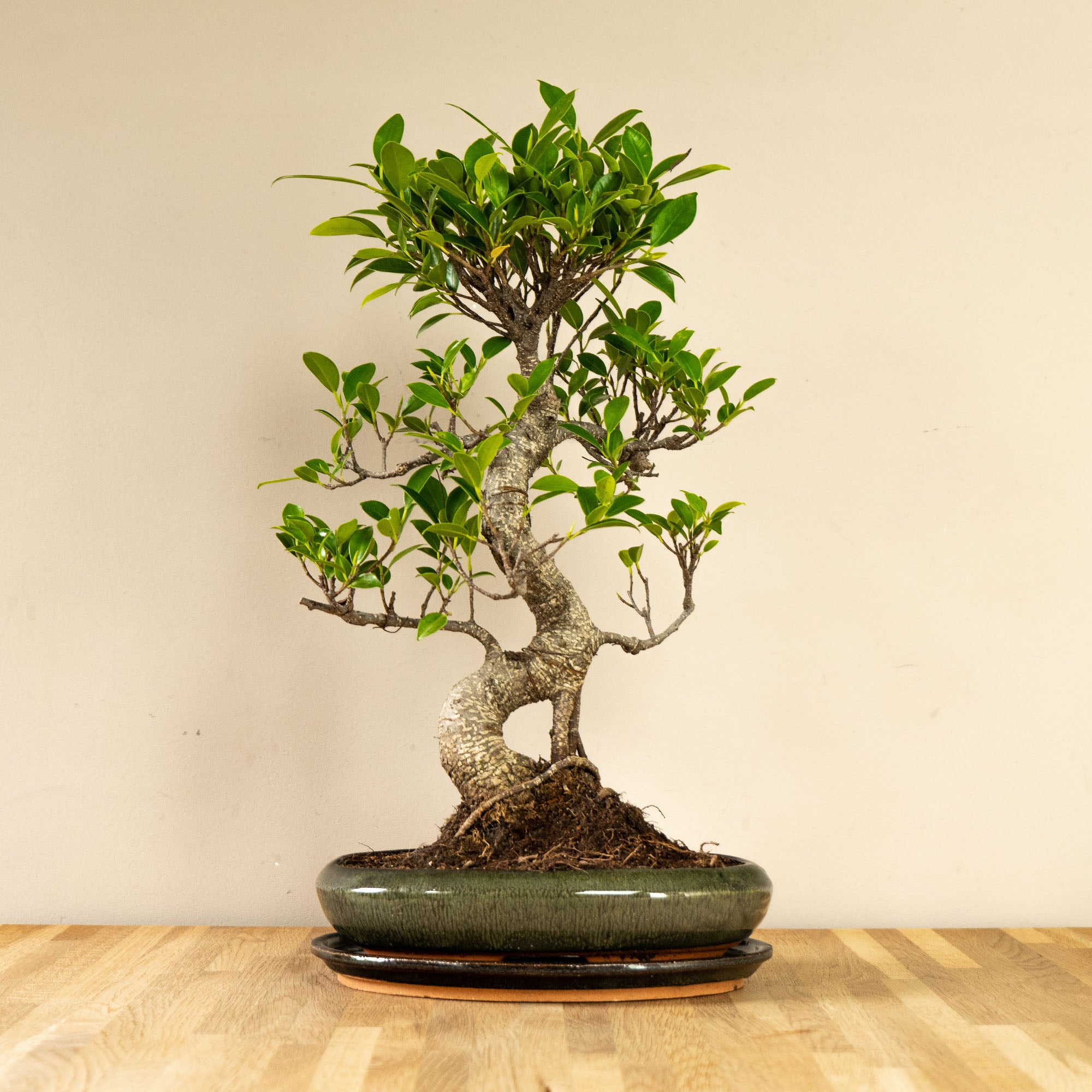 Ficus Dakou Suru