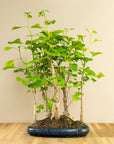 Ginkgo Forest