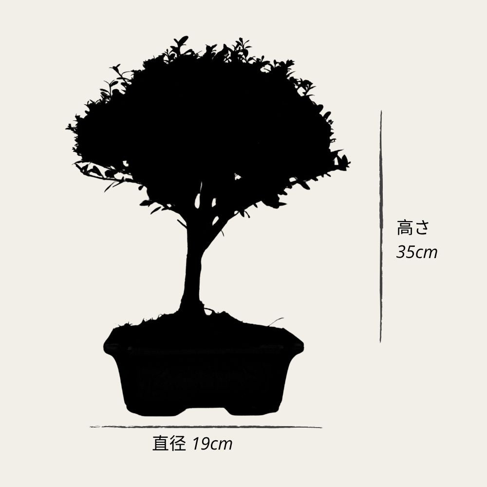 ILEX tama