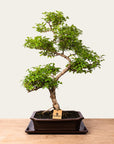 Ligustrum Bonsai No.50