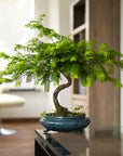 Metasequoia Spiral