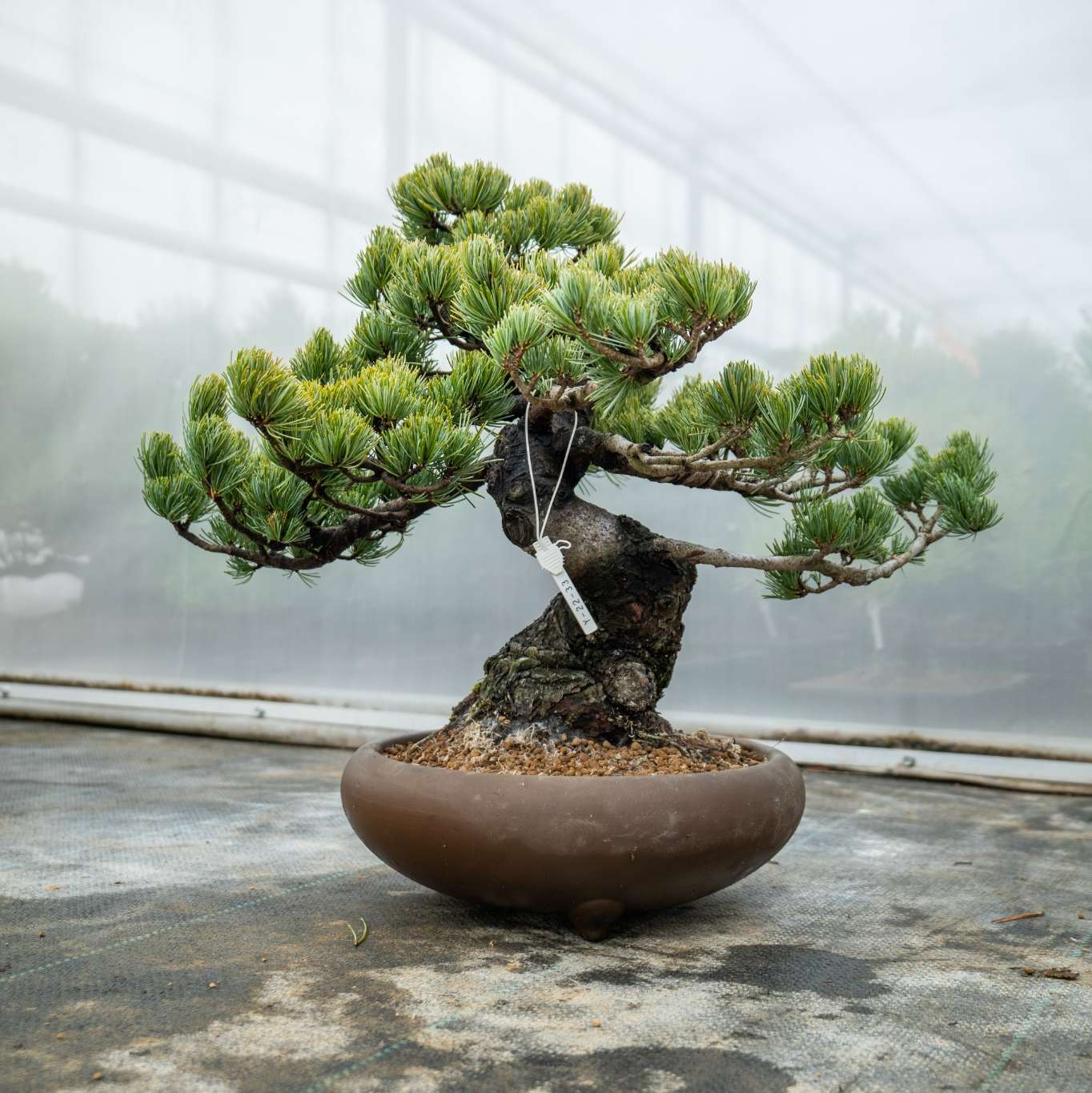 Pinus Parviflora Nr.11