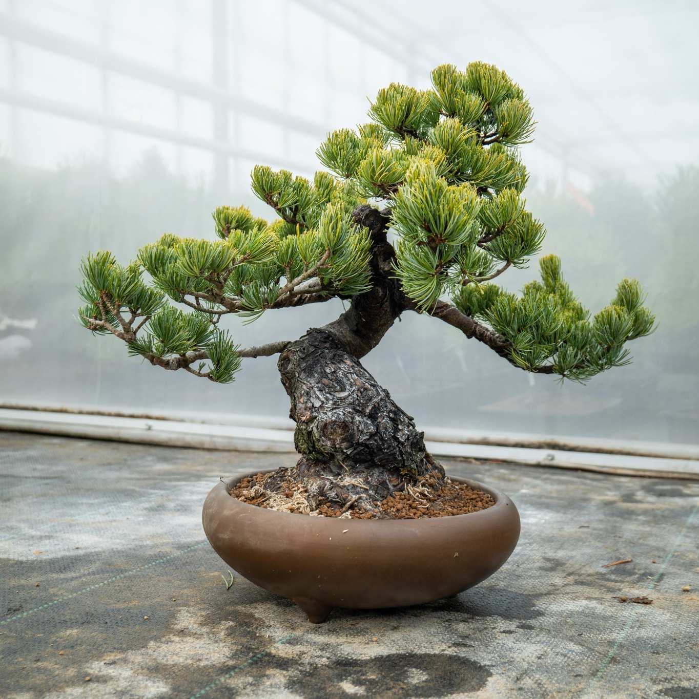 Pinus Parviflora Nr.11