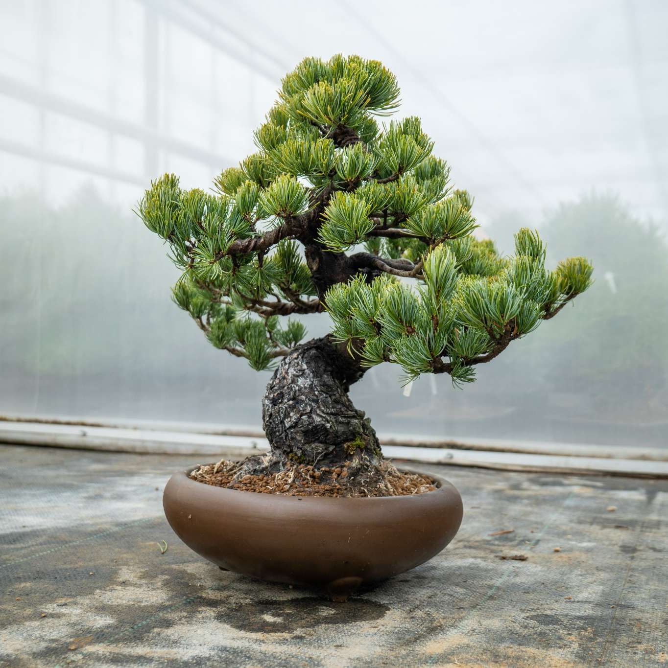 Pinus Parviflora Nr.11