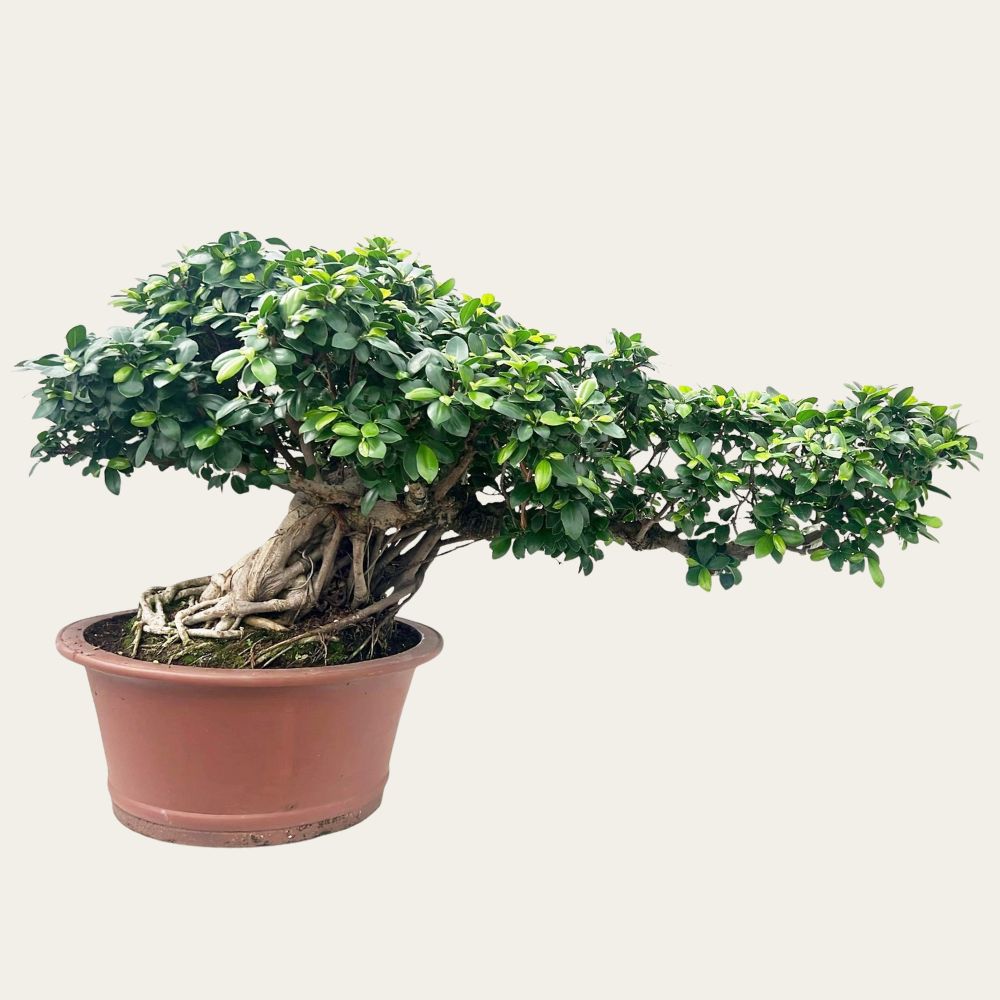 Ficus Nr.44
