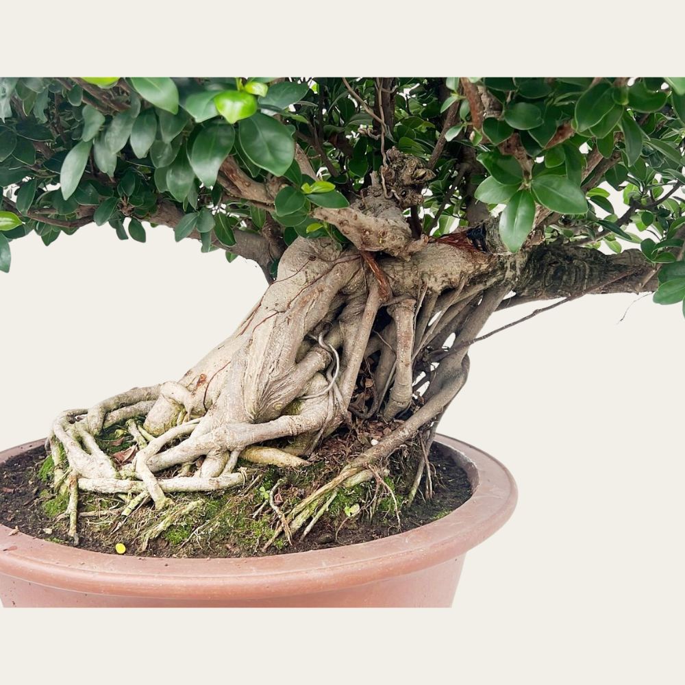 Ficus Nr.44
