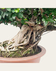 Ficus Nr.44