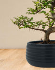 Zelkova Marui (zwart) inzoom op pot