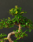 Zelkova Sensai