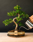 Zelkova Sensai