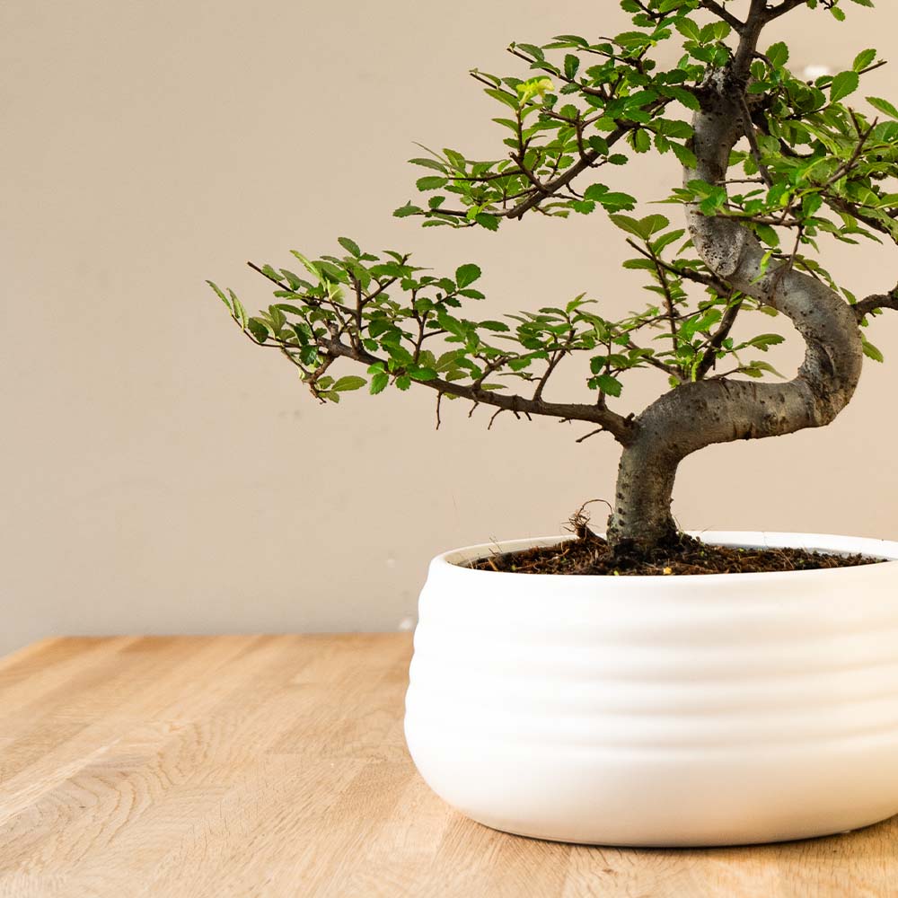 Zelkova Marui (wit) inzoom op pot